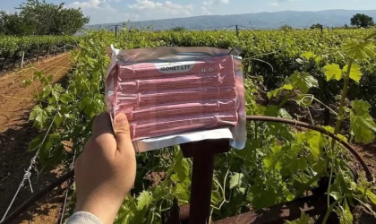 Sarıgöl’de bağlarda Japon tuzağı ile koruma başladı