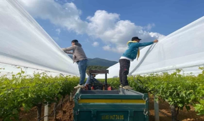 Sarıgöl’deki üzüm bağlarında önlemler giderek artıyor