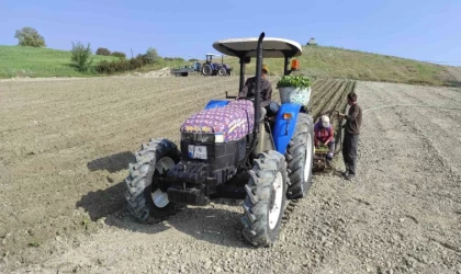 Selendi’de tütün dikimleri başladı