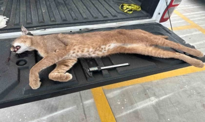 Seydikemer’de aracın çarptığı ”Karakulak” telef oldu