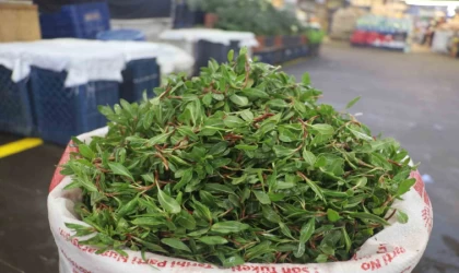 Sivas’ın vazgeçilmez lezzeti madımak otu tezgâhlarda yerini aldı