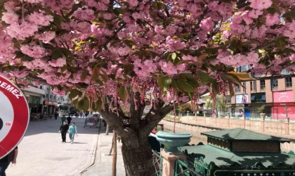 Süs erik ağacına ’Martenitsa’ bağlandı