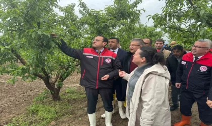 Tarım ve Orman Bakan Yardımcısı Gizligider, Denizli’de zirai dondan etkilenen tarımsal alanları inceledi