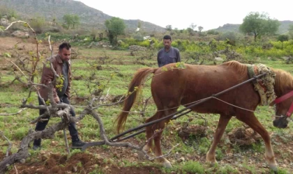Traktörün giremediği tarlalar atla sürülüyor