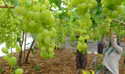 Turfanda örtü altında üzüm hasadı başladı