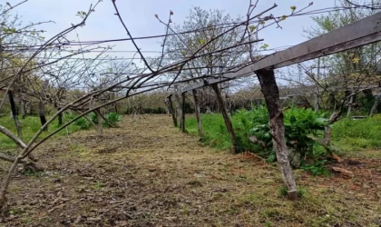 Türkeli’de zirai don hasar tespit çalışmaları