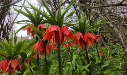 Van’da 3 bin rakımda kış, bin 850 rakımda bahar