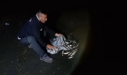 Van’da inci kefali göçü başladı: 60 kilo balığa el konuldu