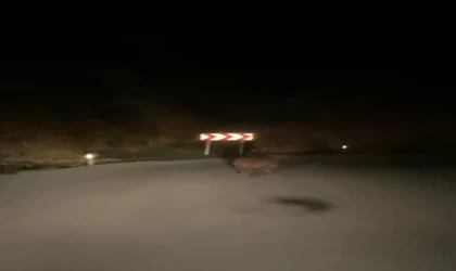 Yaban domuzu ve ayı görüntülendi