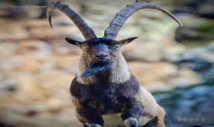 Yaban hayatı Munzur Dağlarına güzellik katıyor