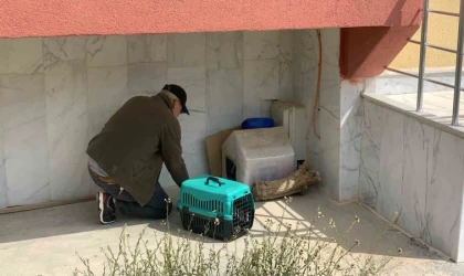 Yavruları ölü doğan anne kedi, koruma altına alındı