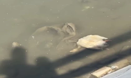 Yeşilırmak’ta balıkların ardından şimdi de kaz ölümleri görüldü