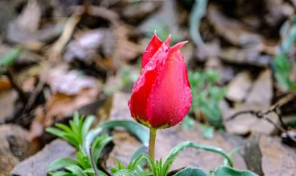 Yılda sadece 15 gün görülen ‘dağ lalesi’ görsel şölen oluşturuyor