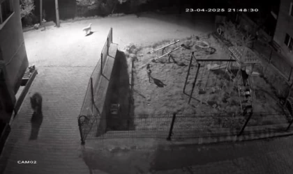 Yiyecek aramaya inen ayıyı köpekler kovaladı: O anlar kamerada