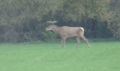 Yiyecek arayan 2 geyik kamerada