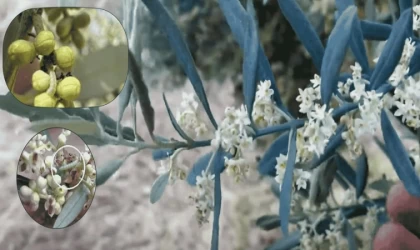 Zeytin güvesine karşı mücadele uyarısı