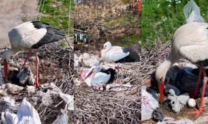 2 leylek, Anneler Günü’nde anne oldu