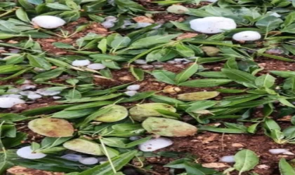 Adıyaman’da ceviz büyüklüğündeki dolu yağışı badem bahçelerine zarar verdi