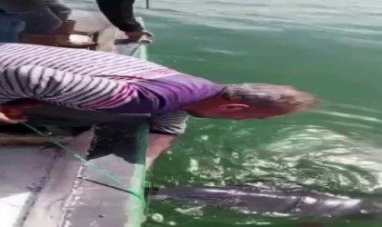 Ağlara değil, kalplere takıldı: Karasu’da yunusu kurtarıp esprili sözlerle uğurladı