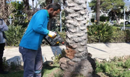 Alanya’da hurma ağaçlarına endoterapiyle uzun süreli koruma yapıldı