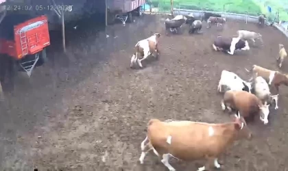 Amasya’da ineklerin depreme yakalandığı anlar kamerada