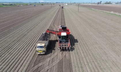 Amik Ovası’nda bereketli siyah havuç hasadı