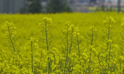 Ankara’da çiçek açan kanola tarlaları sarıya boyadı