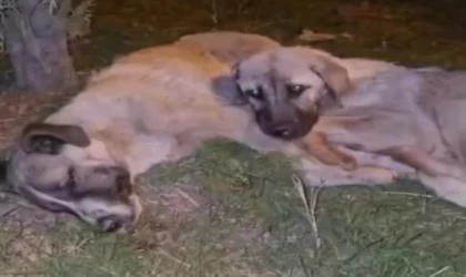 Annesi ölen yavru köpek sahipsiz kalmadı