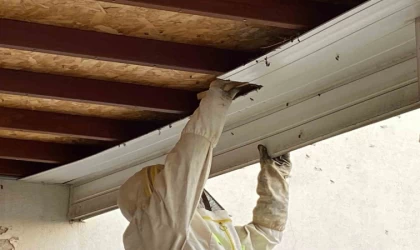 Antalya’da hastane bahçesinde oğul veren arılar toplandı