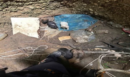 Antalya’da kuyuya düşen 7 yavru köpeği itfaiye kurtardı