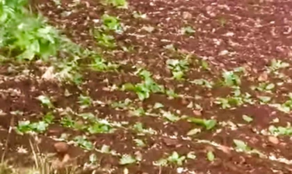 Araban’da dolu yağışı etkili oldu