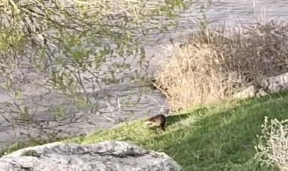 Aşkale’de su samuru görüntülendi