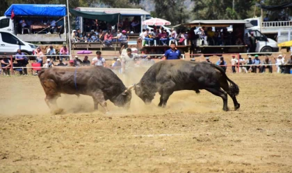 Atça’da Boğa Güreşleri heyecanı başlıyor