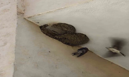 Ayağı takılarak askıda kalan kırlangıcın imdadına itfaiye yetişti