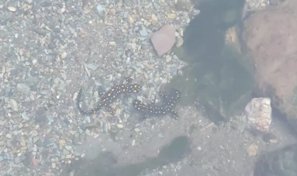 Batman’da nesli tehlike altındaki ’sarı benekli semender’ sürüsü görüldü