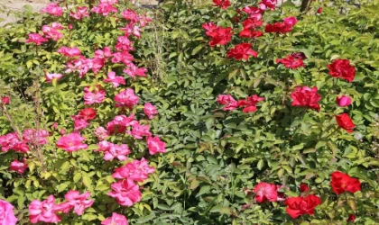 Battalgazi’nin park ve bahçeleri kendi ürettiği çiçeklerle güzelleşiyor