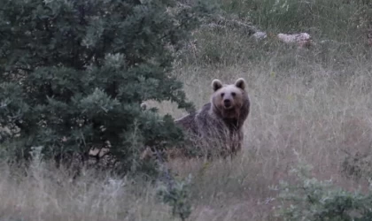 Bayburt’ta bir bozayı yiyecek bulamayınca etrafa saldırdı: Aç ayı köy camisinin yemekhanesini ve çay ocağını dağıttı
