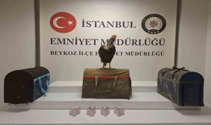 Beykoz’da horoz dövüşüne polis baskını: 21 kişiye 194 bin lira ceza