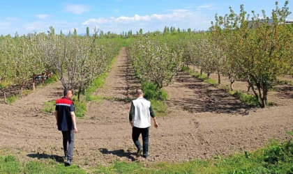 Beyşehir’de meyve bahçeleri hastalık ve zararlılara karşı yakından takip ediliyor