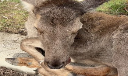 Bolu’da 3 ayda 15 yaban hayvanı tedavi edilerek doğaya salındı