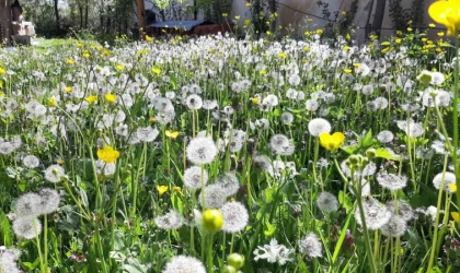 Bolu’da bahar güzelliği