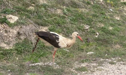 Bolu’da yaralı leylek tedavi altına alındı