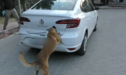 Bolu’da zehir tacirlerine geçit yok: 12 gözaltı