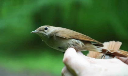 Bülbülün göç sırrı ortaya çıkıyor: ”Çok ilginç veriler elde etmeye başladık”