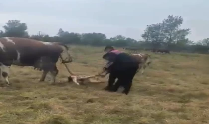 Büyükbaş hayvanın doğumunu jandarma yaptırdı