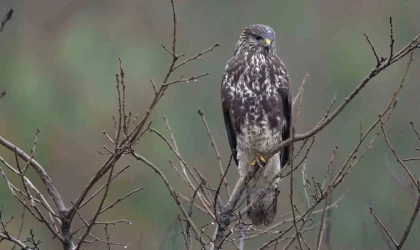 Çadır güme içerisine gizlenerek şahin ve çakalı görüntüledi