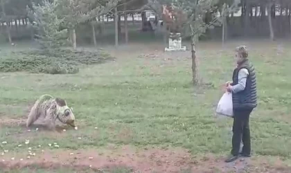 Çemşit ismini verdiği bozayıyı besledi, eşi kayıt altına aldı