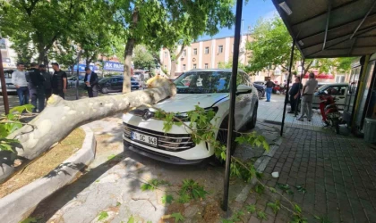 Çınar ağacının kopan dalı lüks araçta hasara yol açtı