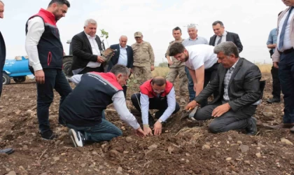 Cizre’de 2,5 milyon TL değerinde 50 çiftçiye verilen badem ve fıstıkların dikimi yerinde inceleme