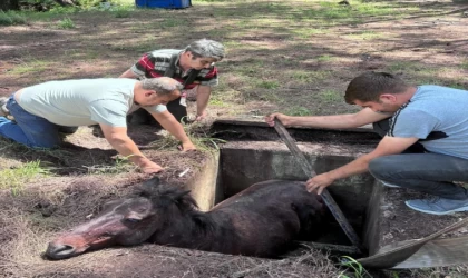 Çukura düşen yabani at kurtarılarak doğaya salındı